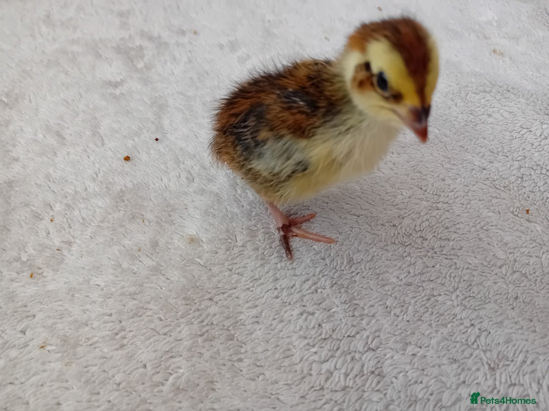 Quail poultry for sale: Coturnix, Celadon and Chinese Painted Quail Chicks - Image 17