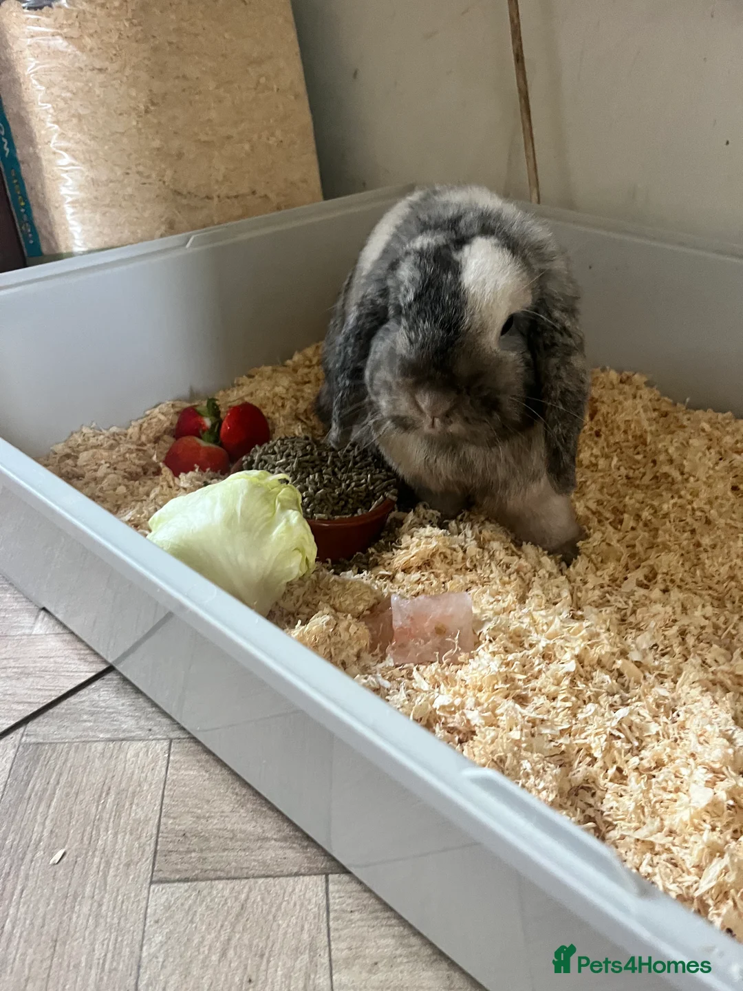 Mini Lop rabbits for sale: Grey and white mini lop - Advert 2
