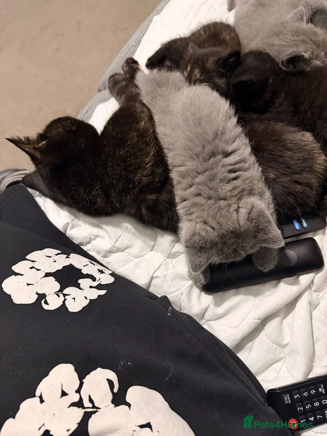 British Shorthair cats for sale: British pedigree shorthair  in London - Advert 1
