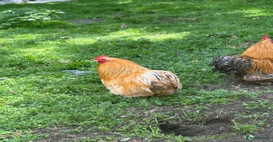 Chickens poultry - Advert 6