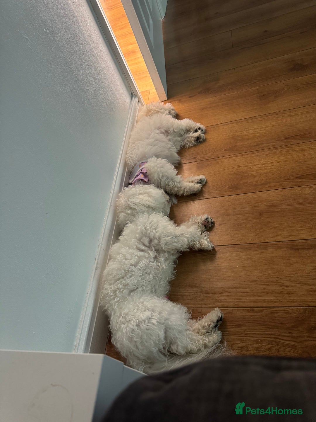 Bichon Frise dogs for sale: 2 bichons for sale  - Advert 6