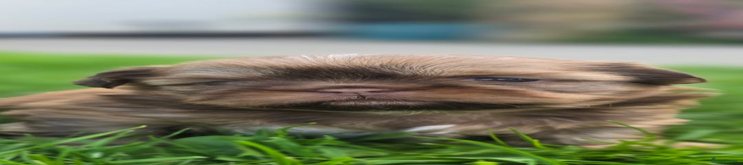 Shih Tzu Puppy 3