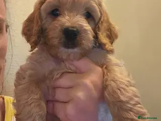 Cockapoo dogs Stunning F1 Cockapoo puppies - Advert 3