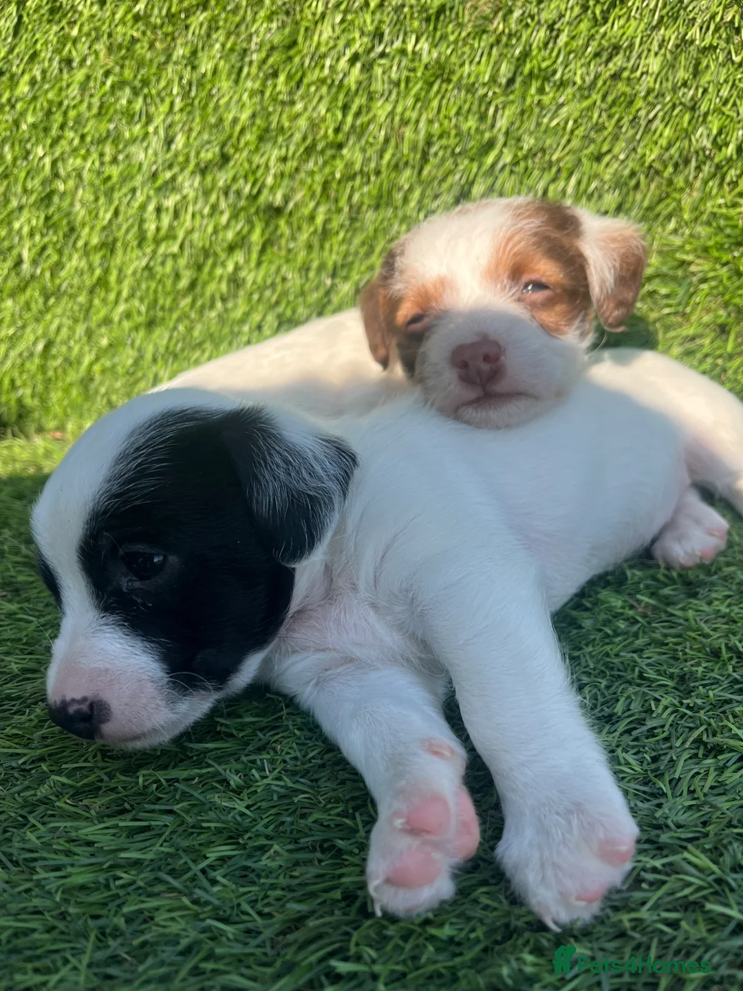 Jackapoo dogs for sale: lovely jackapoo pups for sale in Royston - Advert 7