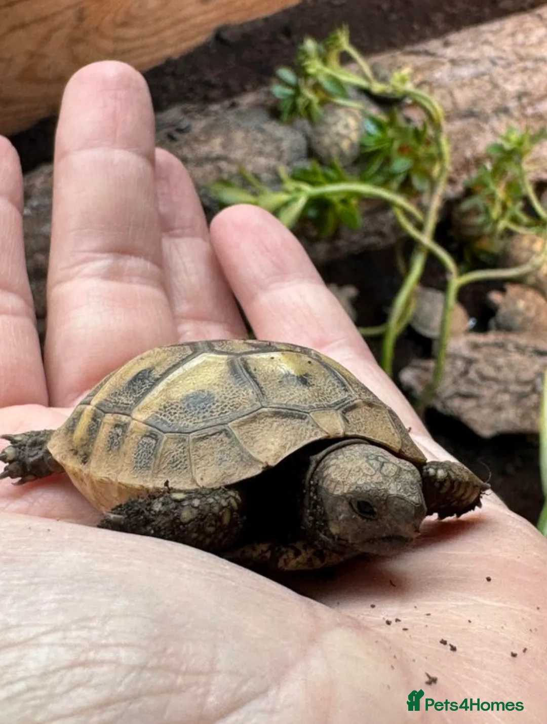 Hermann Tortoise reptiles for sale: Hermann tortoise hatchling, 2025, for sale  - Advert 4