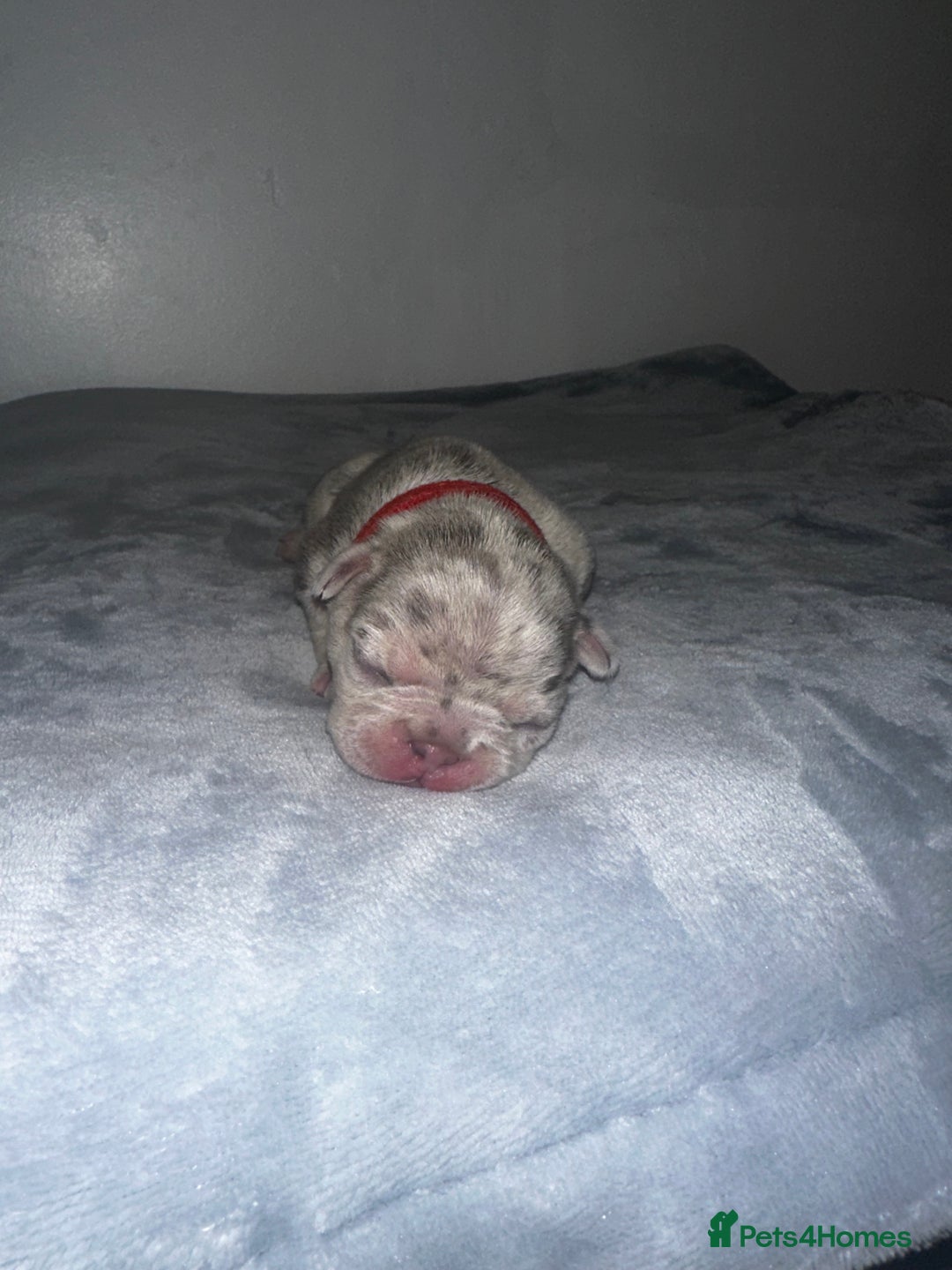 French Bulldog dogs for sale: DWKC French bulldog puppies - Advert 10