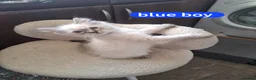 Mixed Breed cats for sale: Ragdoll/Maine coon mix kittens  - Advert 4