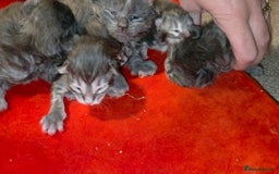 Maine Coon cats for sale: Tica maine coon kitten  - Advert 10
