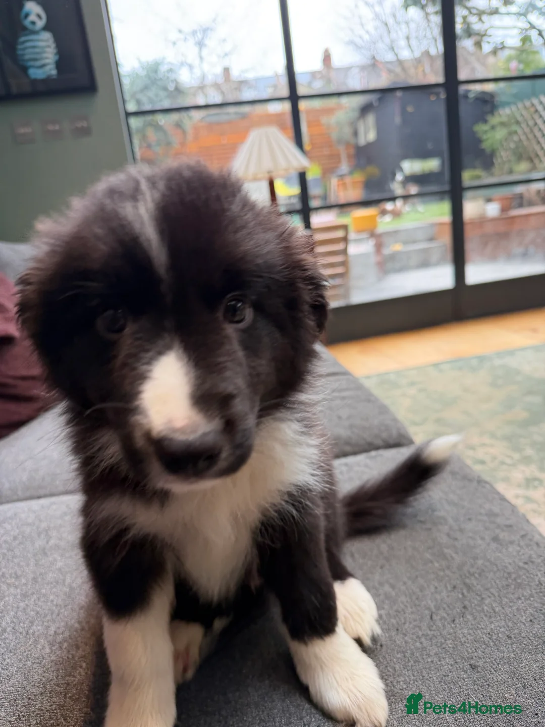 Border Collie dogs for sale: Border Collie puppies for sale - Advert 7