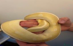 Python Snake reptiles for sale: Crystal Ball Python CB20 - Image 5