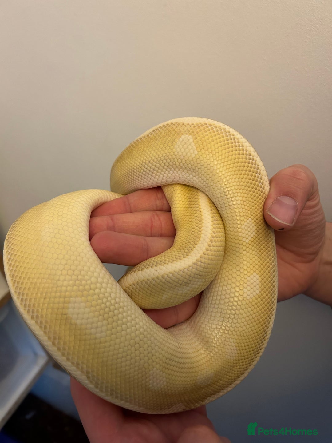 Python Snake reptiles for sale: Crystal Ball Python CB20 - Image 5