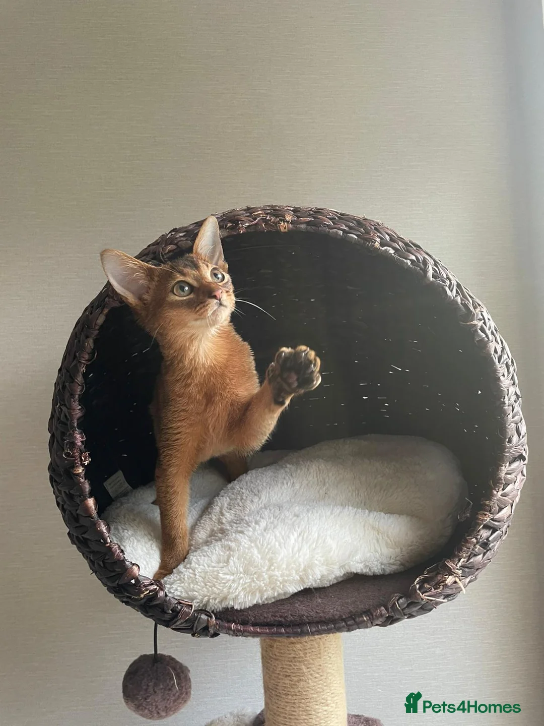 Abyssinian cats for sale: Abyssinian Kitten Boy and girl Tica Show Quality  - Advert 24