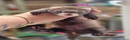 Ferret rodents for sale: Semi Angora Babies - Advert 3