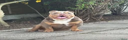 English Bulldog dogs for sale: ***REDUCED*** English bulldog Fully KC registered  - Advert 12