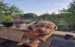 American Bully dogs for sale: Champagne, Chocolate, Merle Micro Pocket Bullys  in Wilmslow - Image 31
