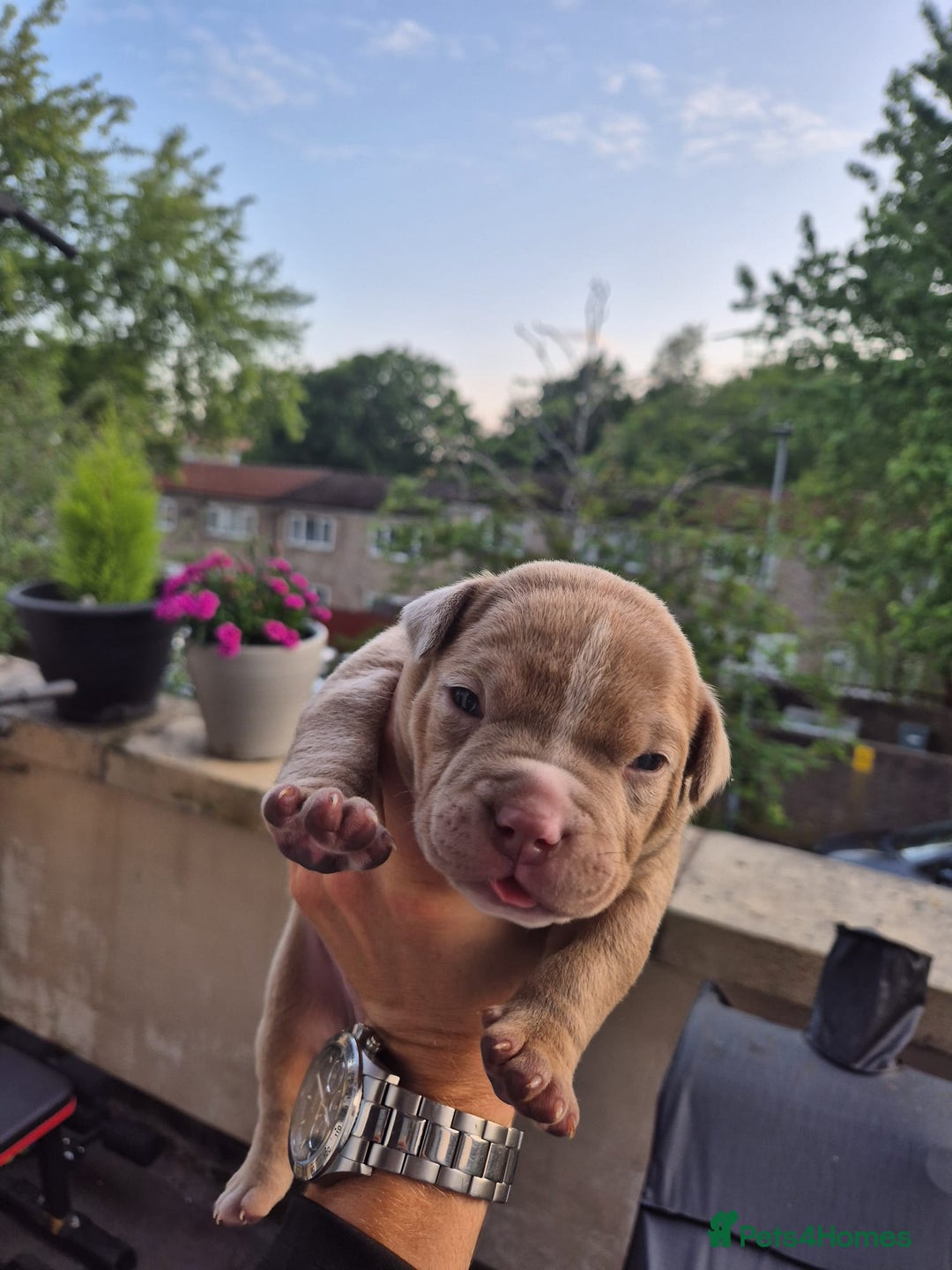 American Bully dogs for sale: Champagne, Chocolate, Merle Micro Pocket Bullys  in Wilmslow - Image 31