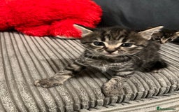 Domestic Shorthair cats for sale: Ekaterine  - Image 4