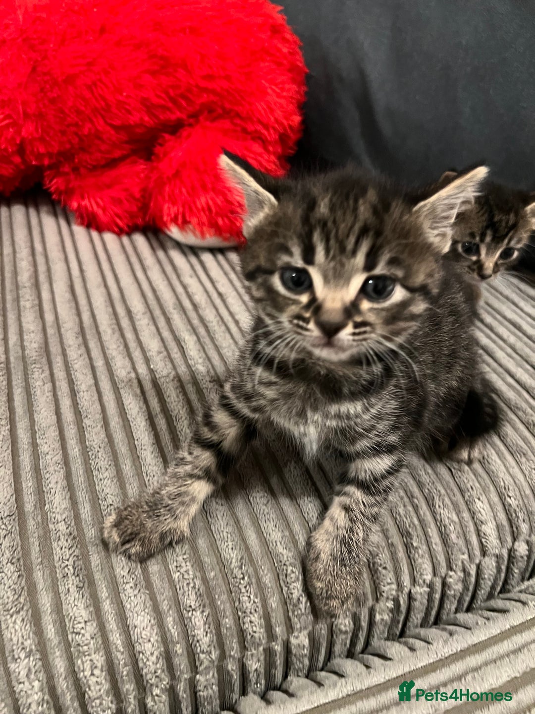 Domestic Shorthair cats for sale: Ekaterine  - Image 4