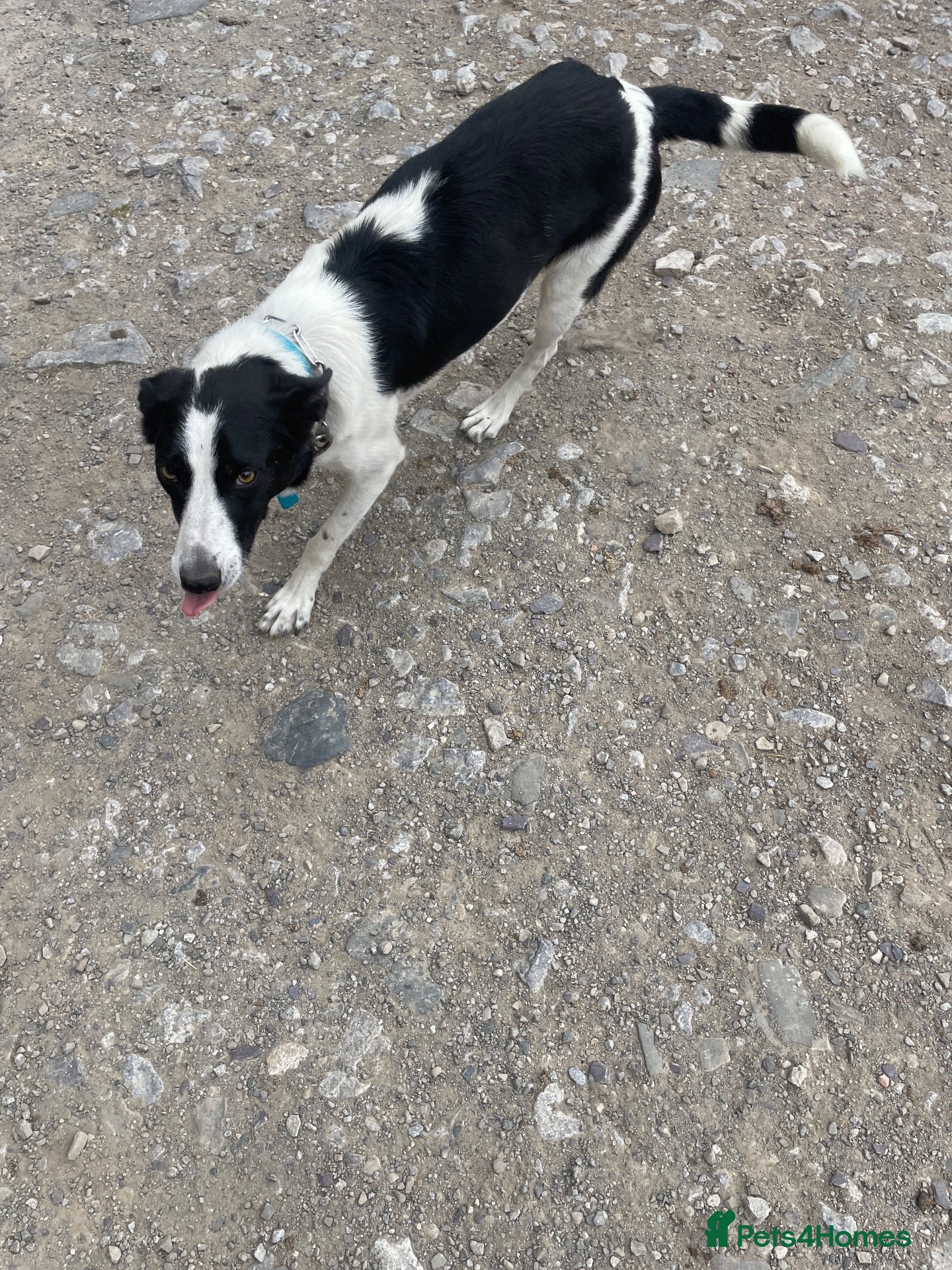 Border Collie dogs 3 collie pups looking for new home🐶  - Advert 5
