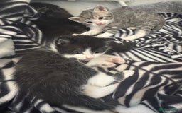 British Shorthair cats for sale: kittens for sale!  - Image 9