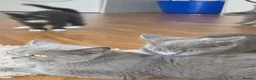 Mixed Breed cats for sale: 3 british shorthair cross kittens, playful & fun - Advert 8