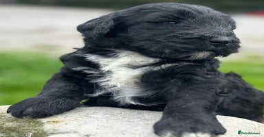 Bernedoodle dogs - Advert 6