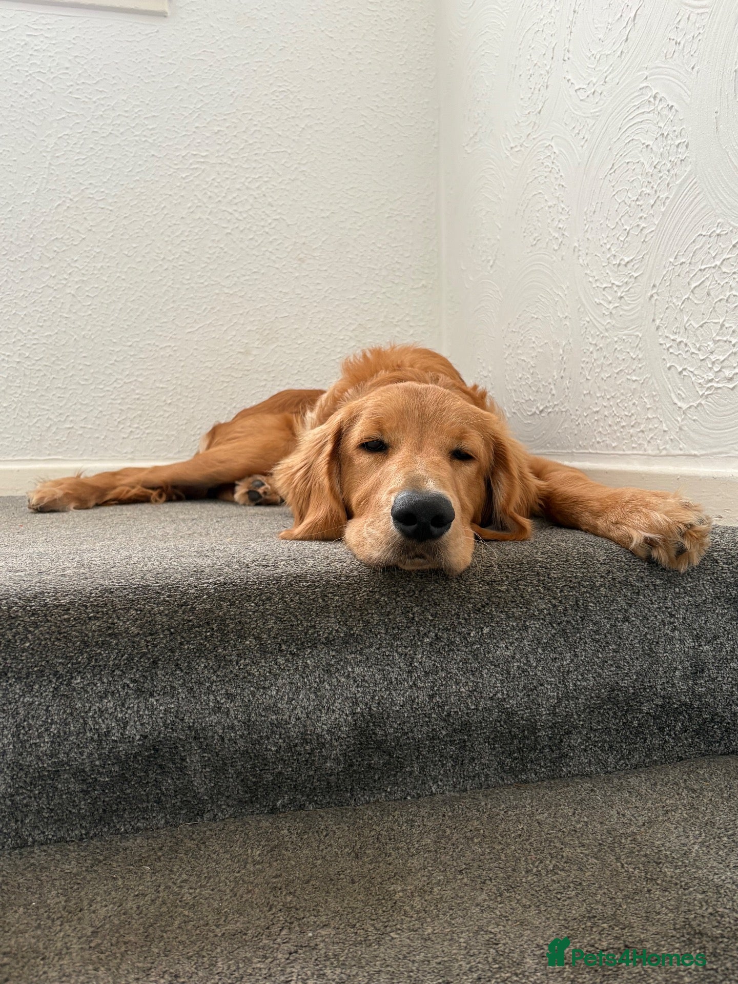 Goldendoodle dogs Beautiful 6 month old puppy  - Advert 4