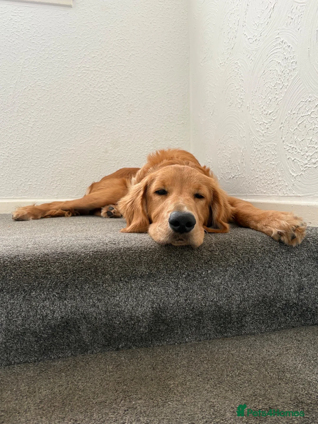Goldendoodle dogs for sale: Beautiful 6 month old puppy  - Advert 1