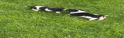 Jack Russell dogs for sale: Jack Russell pups  - Advert 3