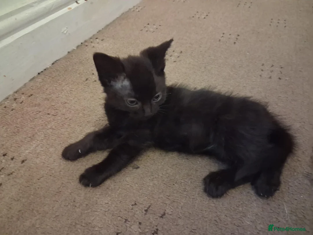 Mixed Breed cats for sale: 4 adorable baby boys - Advert 6