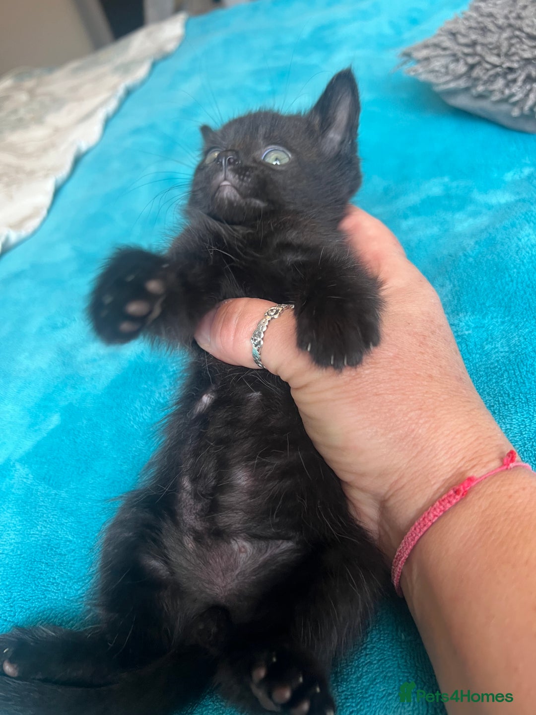 British Shorthair cats for sale: British shorthair beautiful kittens  - Image 4