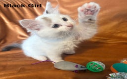 Ragdoll cats for sale: Adorable pure Ragdoll kittens boys and girls - Image 16