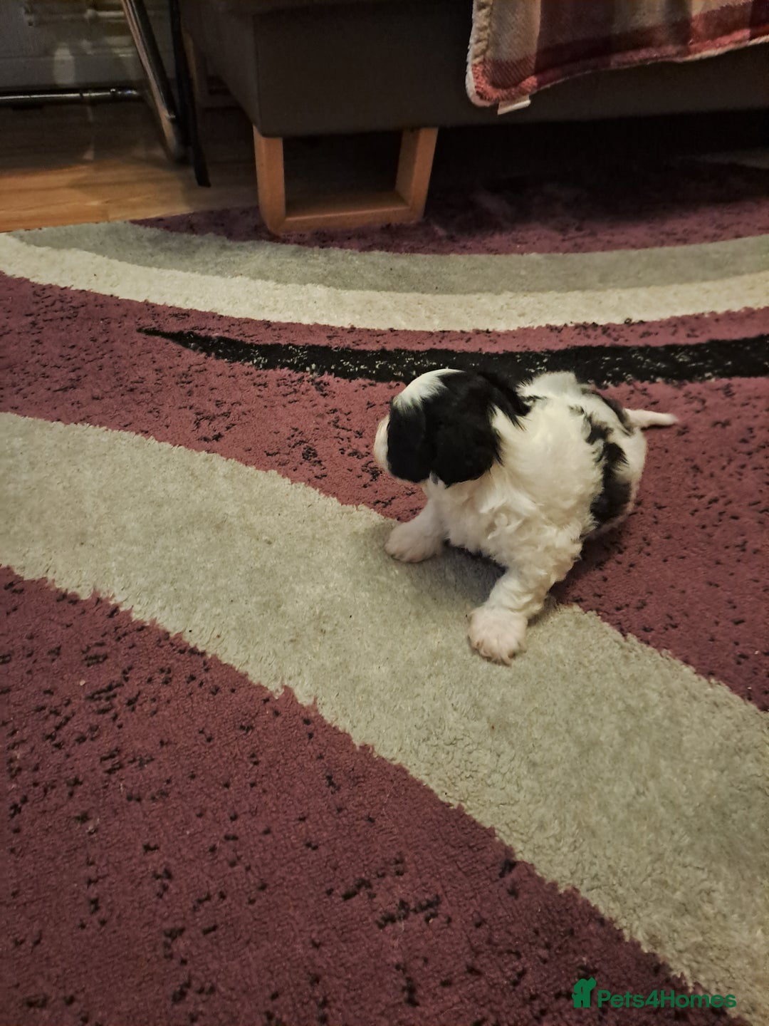 Bichon Frise dogs for sale: 4beautiful Bichon Frise puppies (3boys and 1 girl) - Advert 35