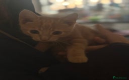 Bombay cats for sale: Kittens - Image 2