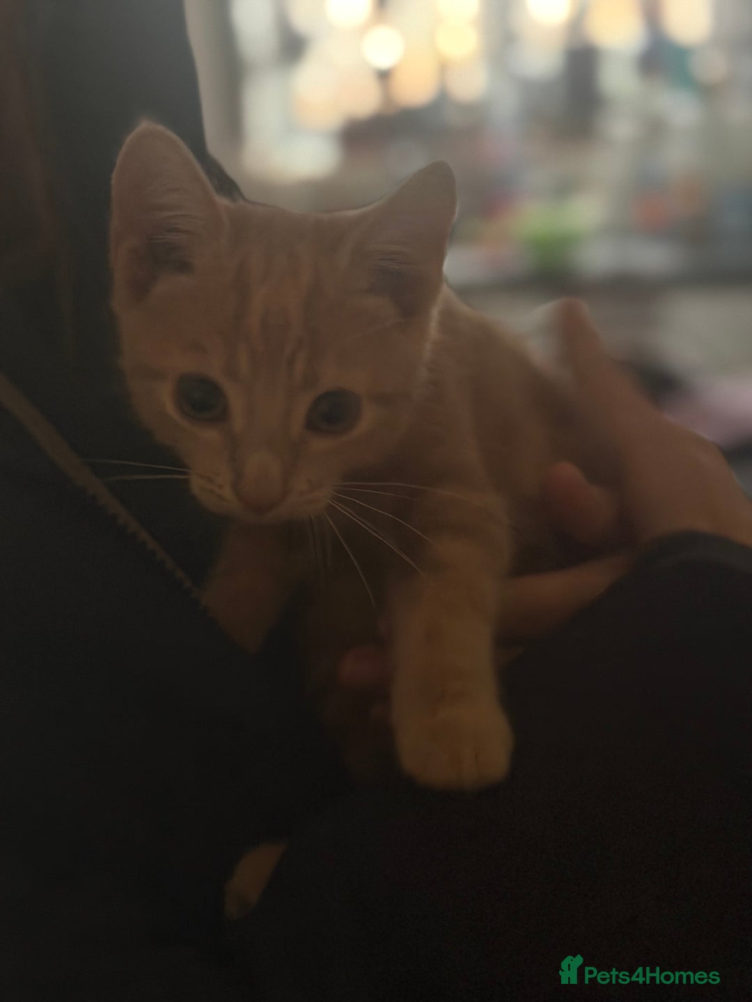 Bombay cats for sale: Kittens - Image 2