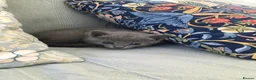 Russian Blue cats for sale: TICA registered Russian Blue kittens - Advert 7