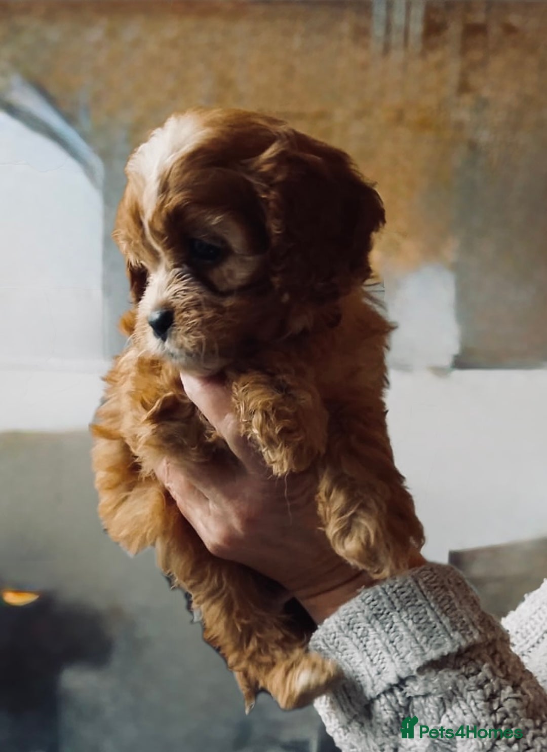 Cavapoo dogs for sale: 🌟 Beautiful F1 Cavapoo Girl  🌟 - Advert 4