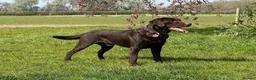 Labrador Retriever dogs for sale: KC REG CHOCOLATE LABRADOR PUPPIES  - Advert 4