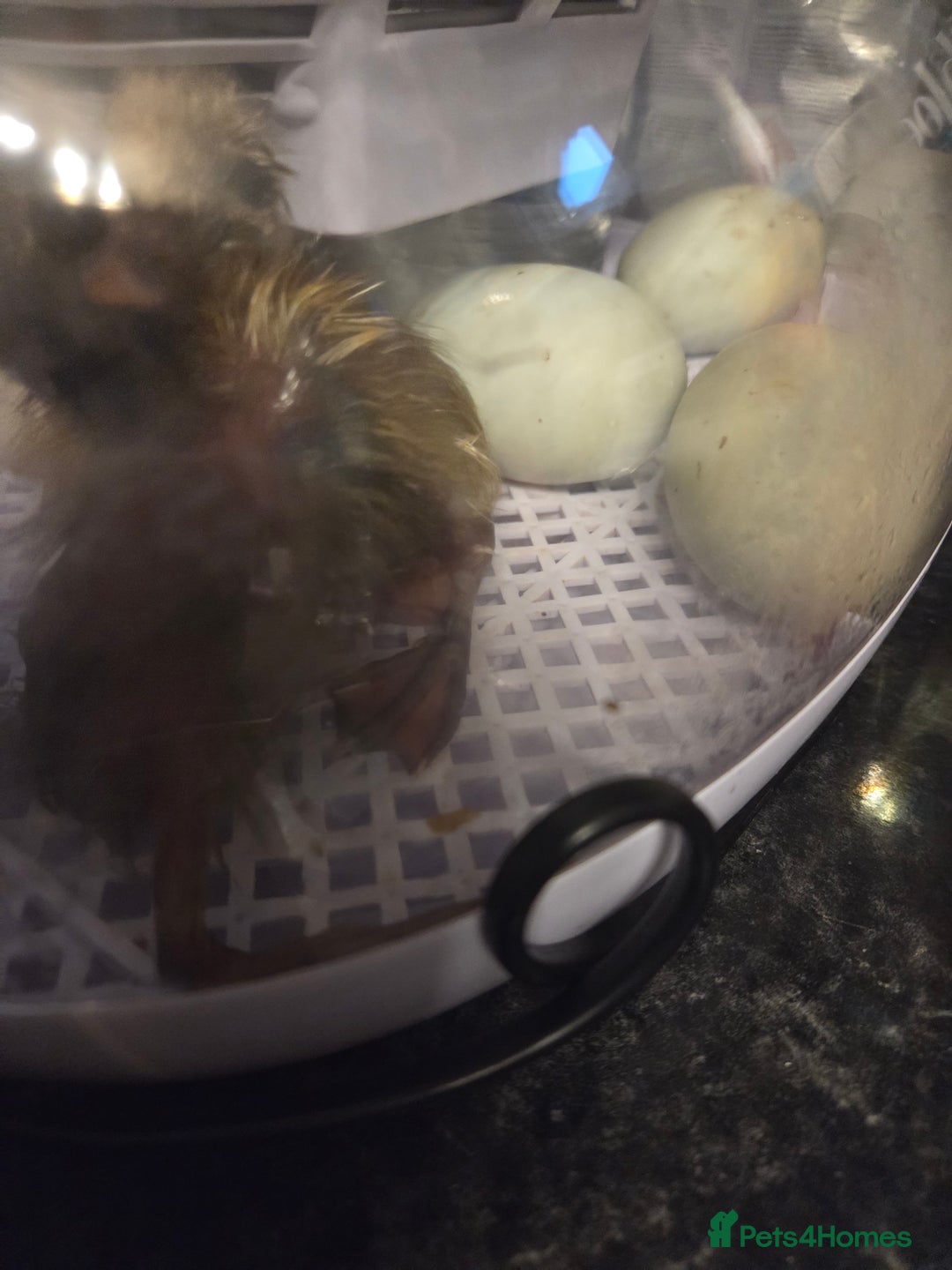 Ducks poultry for sale: Rare colour Pure bred silver runner Ducks  - Advert 17