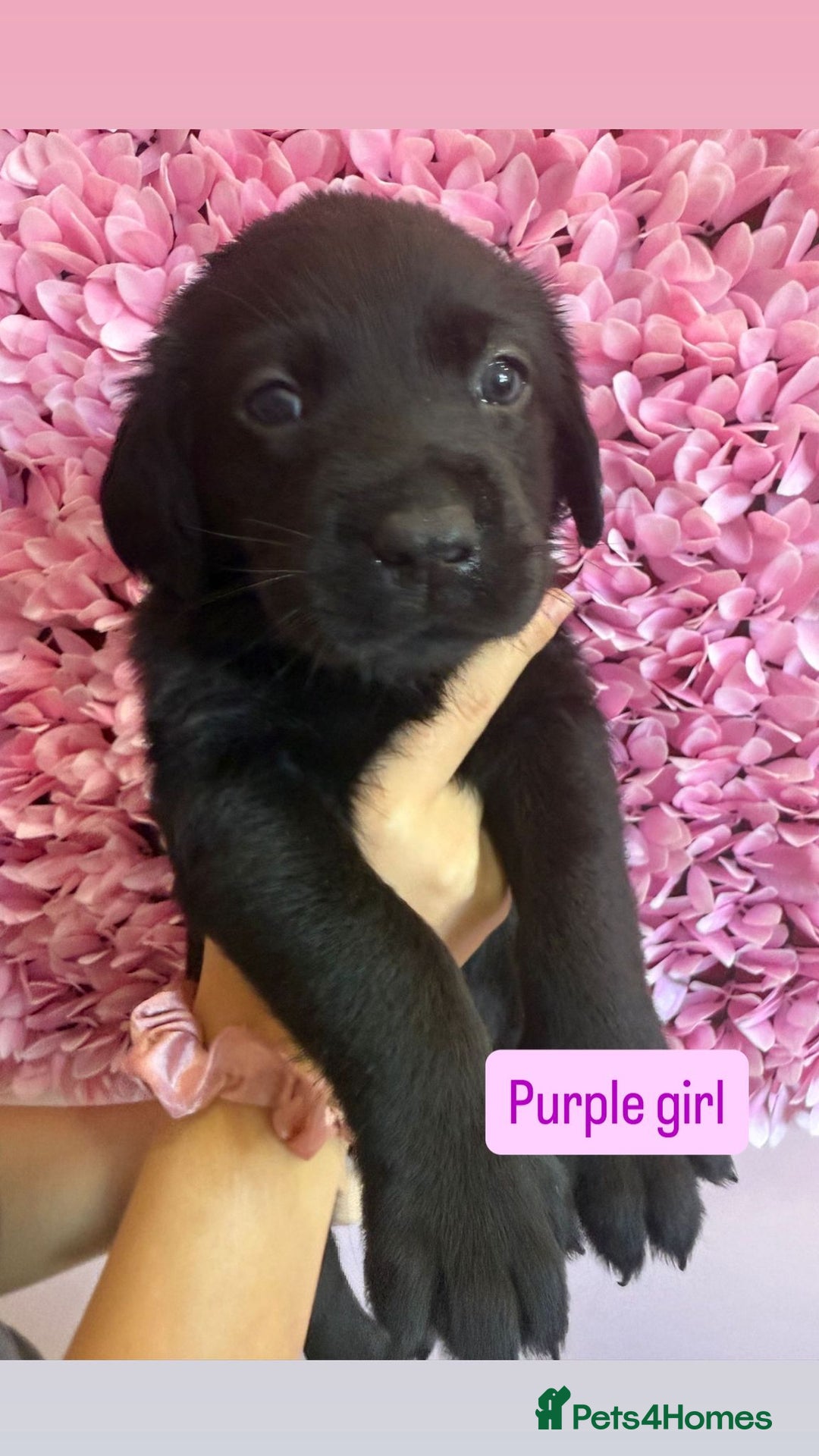 Labrador Retriever dogs for sale: Last 3 boy Labrador puppies for sale  - Image 12