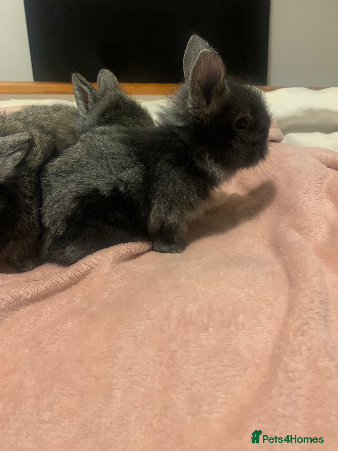 Lionhead rabbits for sale: Bouncing bunnies  - Advert 6