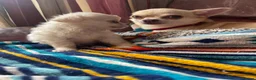 Chihuahua dogs for sale: Meet the Magnificent 7 - Advert 19