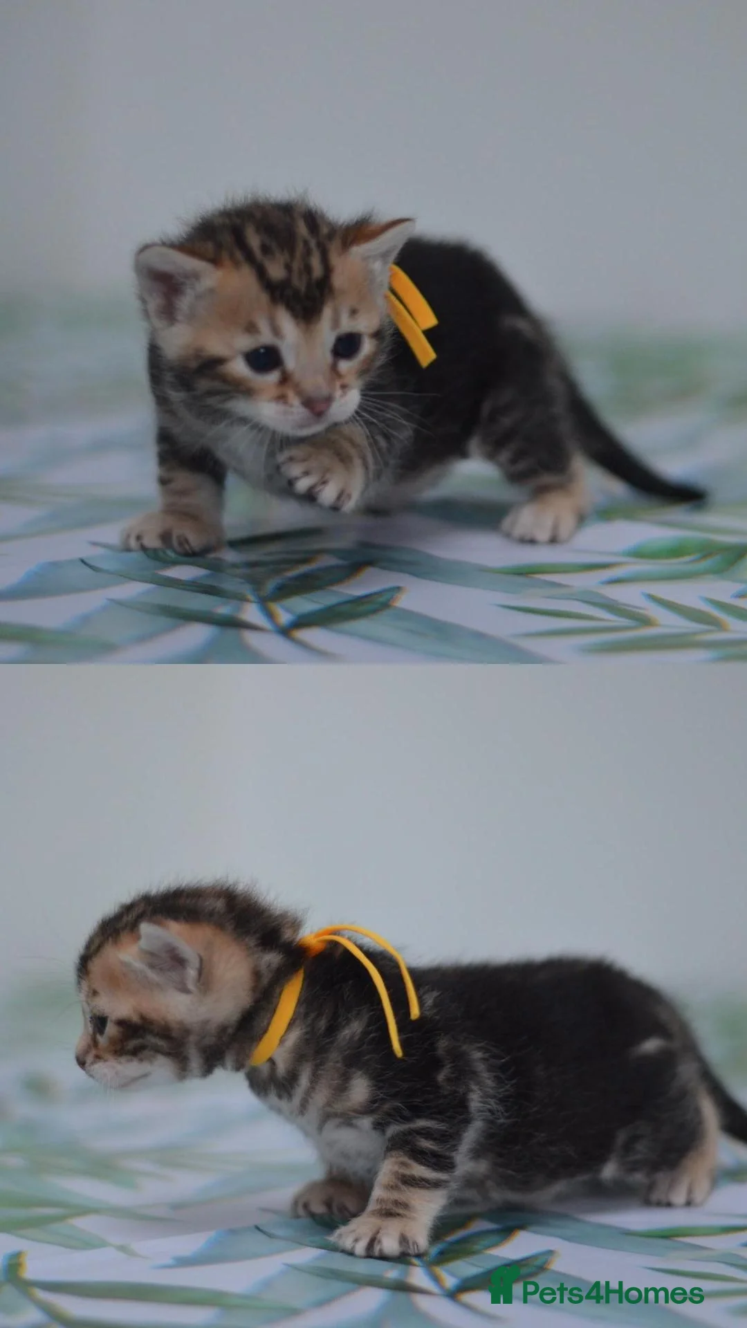 Bengal cats for sale: ☁️THEBENAMESELAB - BENGAL KITS☁️ - Advert 3