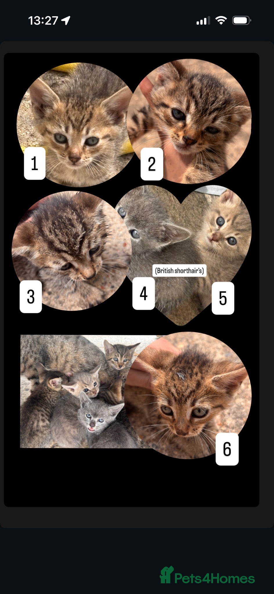 Domestic Shorthair cats 6 BEAUTIFUL KITTEN,(2 British Shorthairs) - Advert 1
