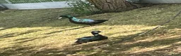 Ducks poultry for sale: Bantam pair of Black East Indian ducks - Advert 9