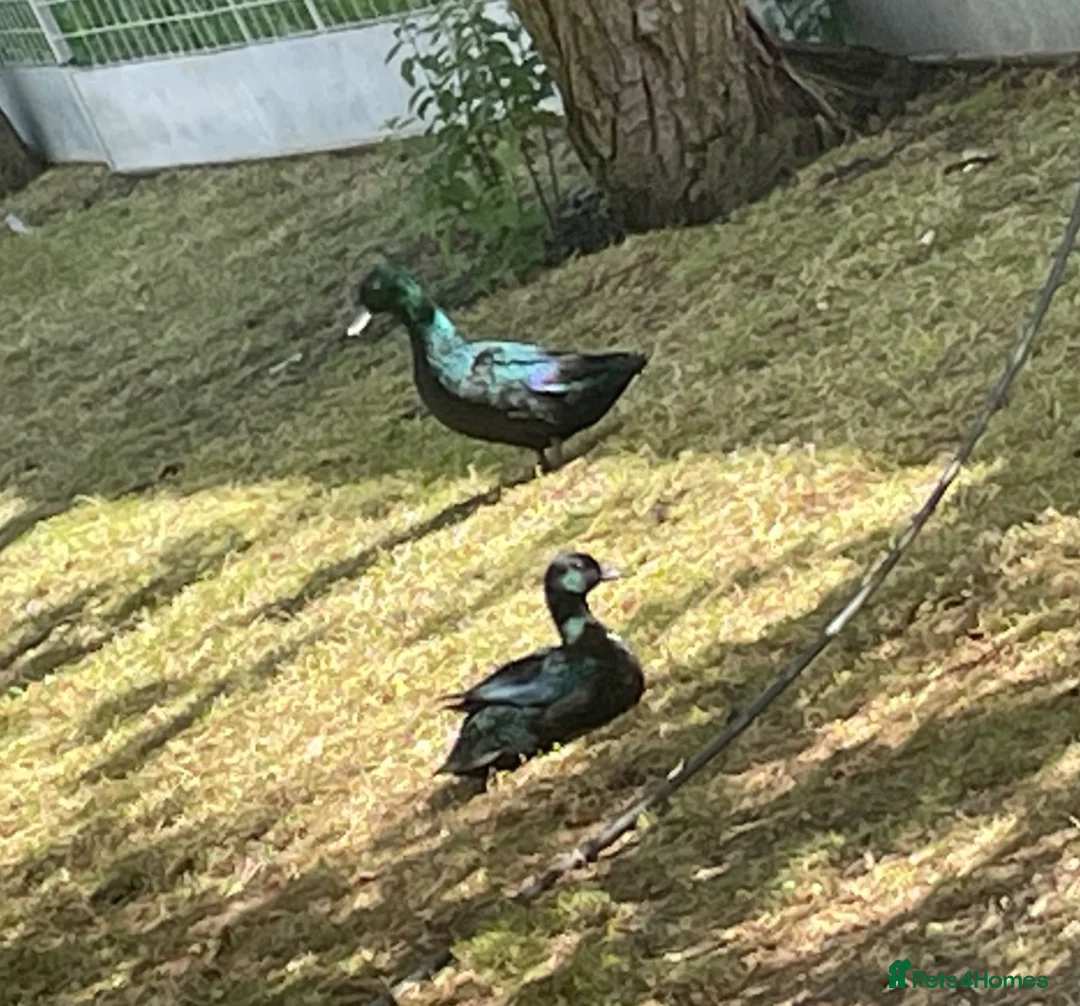 Ducks poultry for sale: Bantam pair of Black East Indian ducks - Advert 9