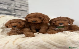 Cockapoo dogs for sale: STUNNING F1 FOX RED COCKERPOO PUPPIES - Image 11