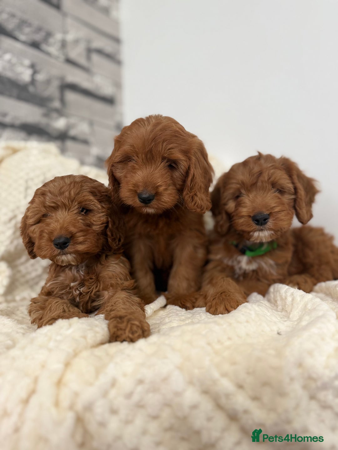 Cockapoo dogs for sale: STUNNING F1 FOX RED COCKERPOO PUPPIES - Image 11