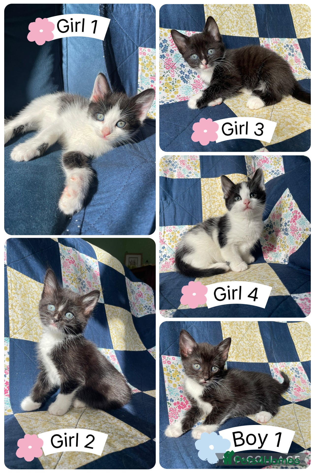 Mixed Breed cats Adorable kittens for sale  - Advert 6