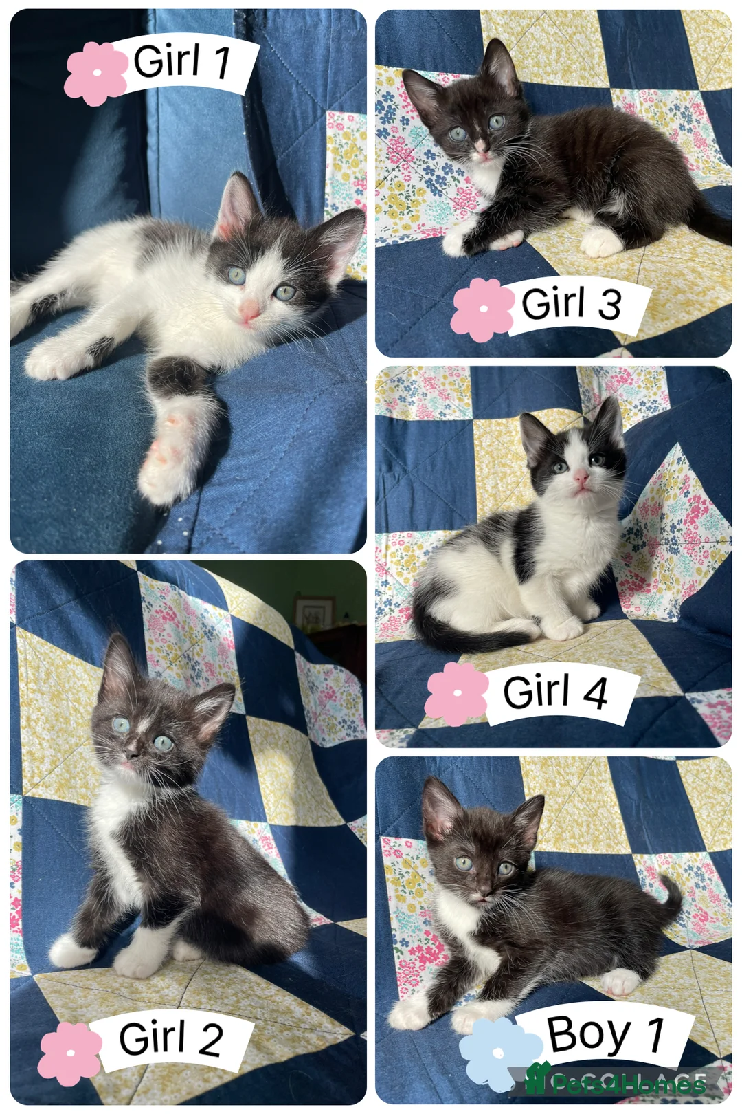 Mixed Breed cats for sale: Adorable kittens for sale  - Advert 1